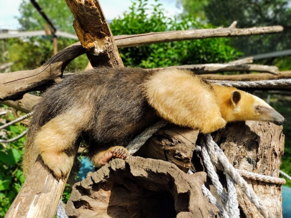 Naci&oacute; un oso melero, especie en probable peligro de extinci&oacute;n