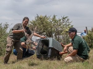 Liberaron ejemplares de fauna silvestre rehabilitados en el Tat&uacute; Carreta