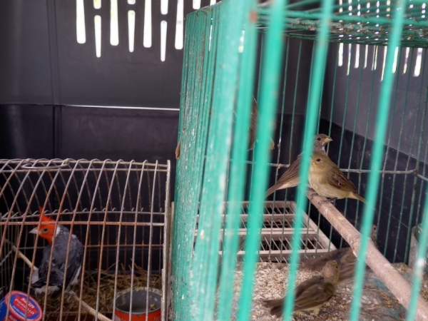 Trasladan al Tat&uacute; Carreta 30 aves silvestres rescatadas cuando estaban a la venta