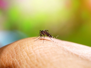 Recomendaciones para eliminar posibles criaderos de mosquitos transmisores del dengue