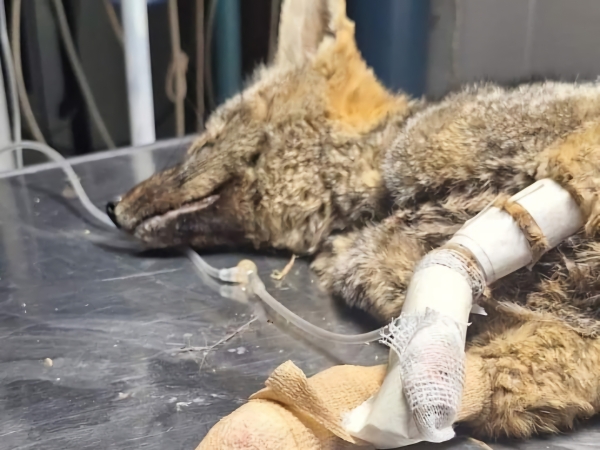 La heridas del fuego: en el Tat&uacute; Carreta se intenta salvar a un zorrito en estado cr&iacute;tico